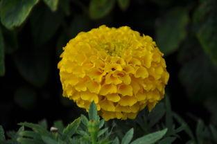 五月的鲜花电视剧全集,革命岁月中的青春赞歌